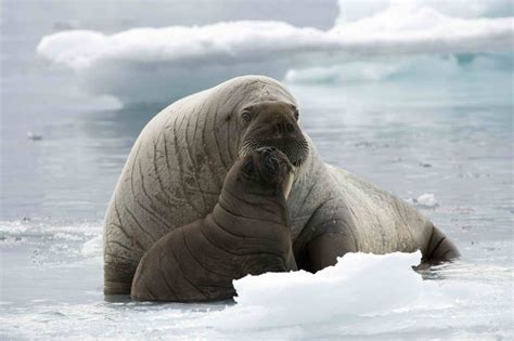 baby walrus facts for kids